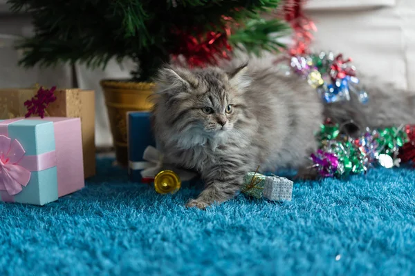 Şirin Yavru Kedi Oyun Noel Hediye Için Seyir Yakın Çekim — Stok fotoğraf