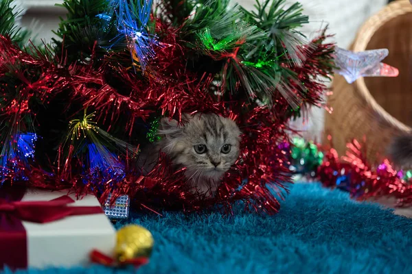 Close Gatinho Bonito Jogar Procura Presente Natal — Fotografia de Stock