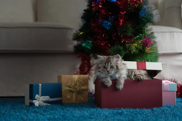 Aranyos Cica Játék Keresi Ajándék Karácsony Közelkép — Stock Fotó