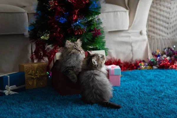 Zbliżenie Słodkie Kitten Gry Szukasz Prezent Boże Narodzenie — Zdjęcie stockowe
