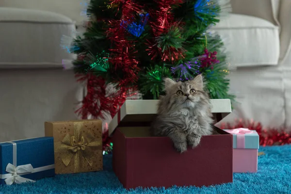 Close Gatinho Bonito Jogar Procura Presente Natal — Fotografia de Stock