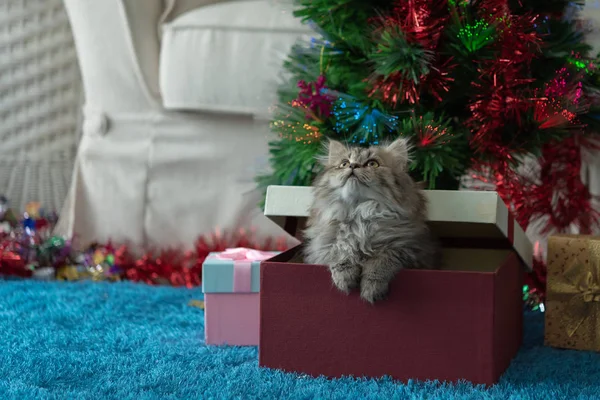 Närbild Söt Kattunge Spela Och Letar Presenten Jul — Stockfoto