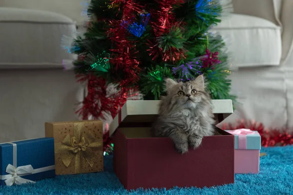 Tutup Lucu Anak Kucing Bermain Dan Mencari Hadiah Hari Natal Stok Lukisan  