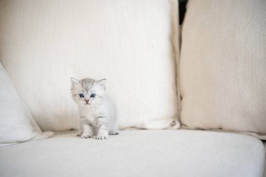 Evde sevimli bir kedi yavrusu var.