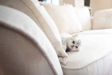 Mutlu kedi yavrusu evde