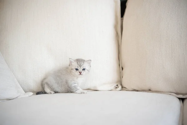 Cute kitten in home — Stock Photo, Image