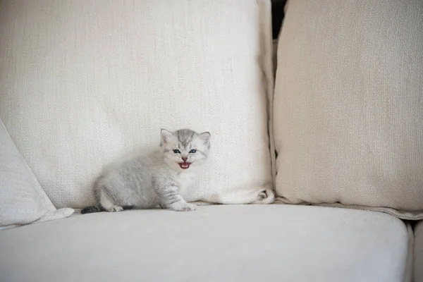 Evde sevimli bir kedi yavrusu var. — Stok fotoğraf