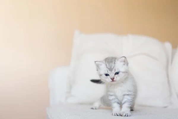 Söt kattunge i hemmet — Stockfoto