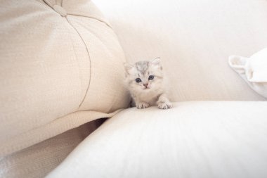 Mutlu kedi yavrusu evde