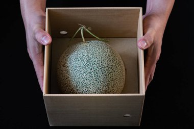 Japon bahçıvanın özel bir kişi olan Yubari Japonya 'ya hediye ettiği cam evde yüksek kaliteli organik karpuz büyümesi..