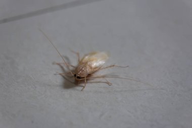 Yerdeki pis beyaz hamamböceğini kapat..