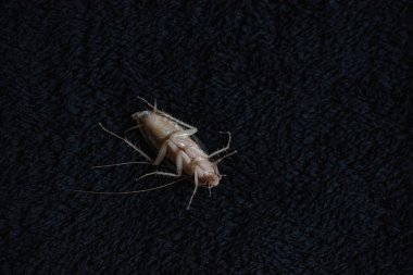 Yerdeki pis beyaz hamamböceğini kapat..