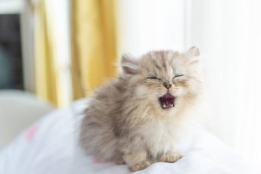 Yastığın üzerindeki pis kedi yavrusunu kapat..