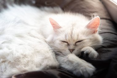 Güzel tembel kedi uzanıyor ve sabahları kanepede uyuyor.