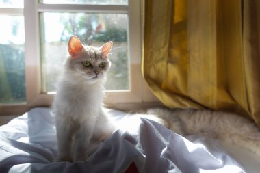 Evde oturan yalnız kediye yaklaş..