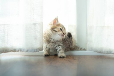 Şirin bir kedi yavrusu gibi evde otur ve oyna..