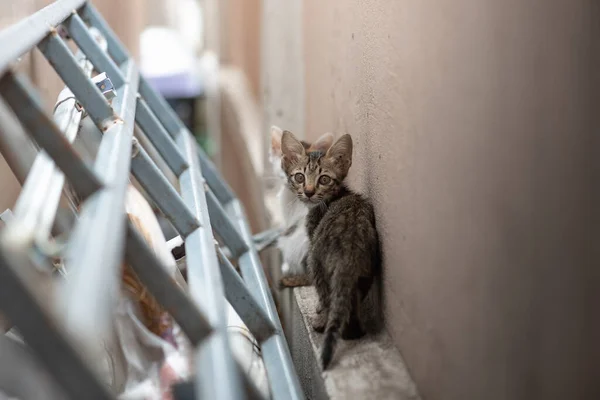 집없는 고양이의 — 스톡 사진