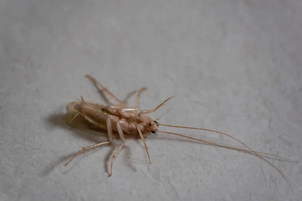 더러운 바퀴벌레를 가까이 — 스톡 사진