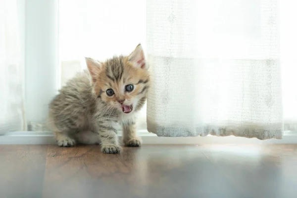 Primer Plano Lindo Gatito Sentarse Jugar Casa —  Fotos de Stock