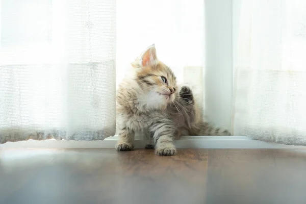 Närbild Söt Kattunge Sitta Och Leka Hemma — Stockfoto