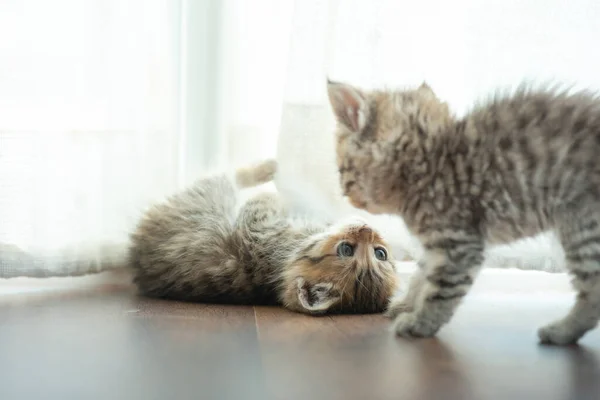 Close Cute Kitten Sit Playing Home — Stock Photo, Image