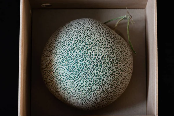 Menutup Pertumbuhan Melon Organik Berkualitas Tinggi Oleh Tukang Kebun Jepang Stok Foto Bebas Royalti