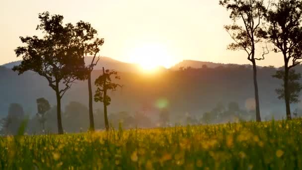 Asya Tarım Paddy Alanın Üzerinde Yeşil Pirinç Çiftlik Altın Güneş — Stok video