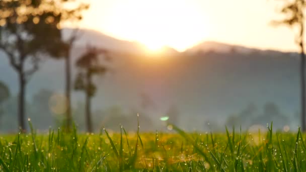 绿色稻田与金色的阳光耀斑和 Bokeh 在亚洲农业稻田 在阳光明媚的日子里 在亚洲最南端 湿稻养殖是最普遍的耕作方法 倾斜和4K — 图库视频影像