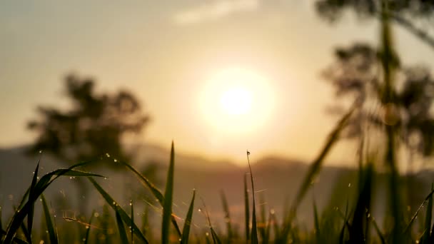 绿色稻田与金色的阳光耀斑和 Bokeh 在亚洲农业稻田 在阳光明媚的日子里 在亚洲最南端 湿稻养殖是最普遍的耕作方法 倾斜和4K — 图库视频影像