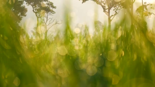 亚洲稻田越南绿色农场。收获农业种植种植金绿色水稻梯田在有机农场与热带自然日出。生态农业与景观概念. — 图库视频影像