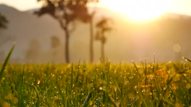 Aziatische rijst Paddy veld Vietnam groene boerderij. Oogst landbouw aanplant teelt gouden groene rijstterrassen in biologische boerderij met tropische natuurlijke zonsopgang. Eco landbouw en landschaps concept. — Stockvideo