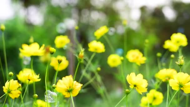 Fält Med Gula Blommor Solljus Med Bubbla Blåser Och Blåsigt — Stockvideo