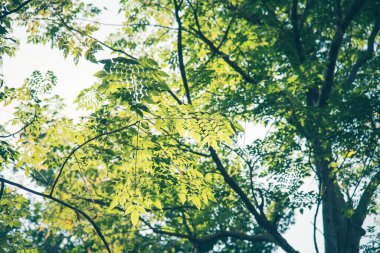 Yeşil yapraklı arka plan, tropikal yağmur ormanlarındaki ekoloji bahçesinde muz yaprakları. Yeşillik parlak doğa soyut model tasarım elementi. Yeşil eko çevre sistemi kavramı.