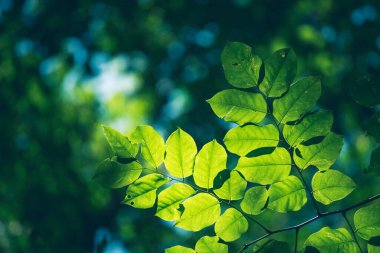 Yeşil yapraklı arka plan, tropikal yağmur ormanlarındaki ekoloji bahçesinde muz yaprakları. Yeşillik parlak doğa soyut model tasarım elementi. Yeşil eko çevre sistemi kavramı.