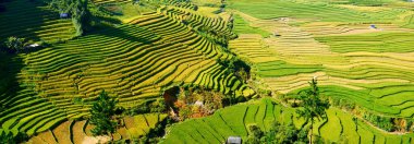 Banner Rice teras tarlası yeşil tarım arazisi. Ekosistem pirinç tarlası Vietnam çiftlik deresi. Banner Golden Green pirinç terasları tropikal sürdürülebilir doğal gündoğumu fotokopi alanı ile