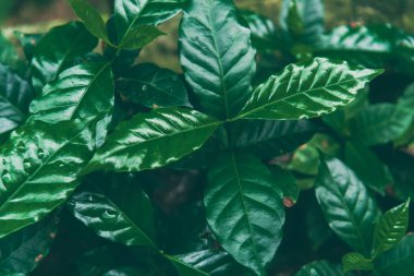 Tarım Yeşil Kahve Ağacı meyve tohumu yetiştiriyor. Çevresel organik bahçede kahve ağacı yetiştirme. Taze kahve çekirdeği, yeşil yaprak, böğürtlen, Arabika bahçesi. Robusta Arabica Taze doğa çiftliği