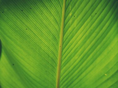 Yeşil yapraklı arka plan, tropikal yağmur ormanlarındaki ekoloji bahçesinde muz yaprakları. Yeşillik parlak doğa soyut model tasarım elementi. Yeşil eko çevre sistemi kavramı.