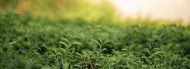 Banner Green çay ağacı kamelya sinensis organik çiftlik güneş ışığı bırakır. Panorama Taze taze taze tomurcuk bitkisel çiftlik sabah. Banner Sunlight Green çay ağacı bitkisi. Kopyalama alanı olan Geniş Yeşil Çay Ağacı