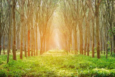 Güneş ışığı, ağaçların arasından parlıyor. Güneşli mercek, güneş ışığını parlatıyor. Doğada sabah sükunetinde muhteşem manzara güzelliği. Aydınlatılmış ışık hüzmesi çam ağacı ormanlık gündoğumu doğal fenomen