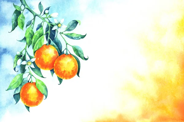 Ručně Malované Akvarel Listy Květy Oranžovými Plody Větvi Bílé Modré — Stock fotografie