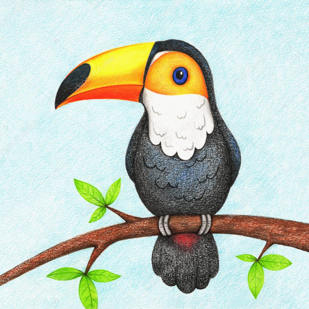 hands drawn picture of toucan sitting on branch by the color pencils. Illustration of bird for kids
