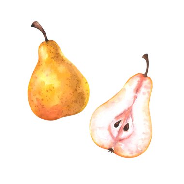 El suluboya bütün ve beyaz arka plan üzerinde izole dilim armut boyalı. Meyve illüstrasyon