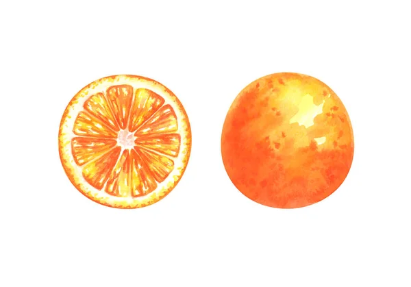 Ilustração Pintada Mão Aquarela Fatia Laranja Inteira Isolada Fundo Branco — Fotografia de Stock