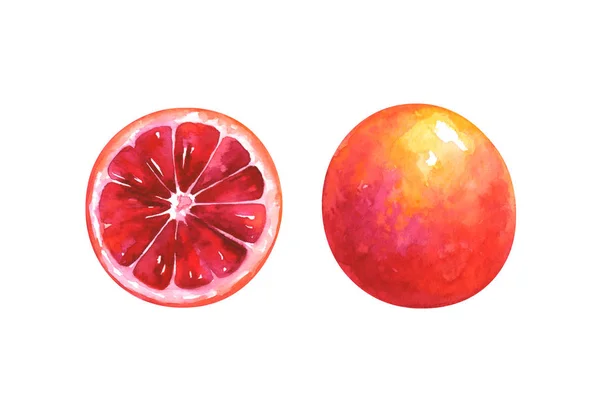 Hand Painted Watercolor Illustration Slice Whole Blood Orange Isolated White — Stock Photo, Image