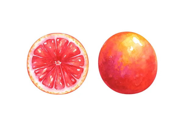 Illustrazione Acquerello Dipinta Mano Fetta Arancio Rosso Intero Isolato Sfondo — Foto Stock