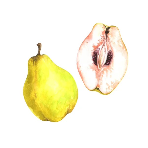 Hand Painted Watercolor Illustration Slice Whole Quince Isolated White Background — Stockfoto