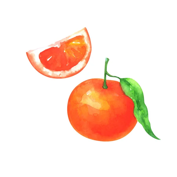 Acuarela Pintada Mano Ilustración Rebanada Mandarina Entera Naranja Aislada Sobre — Foto de Stock