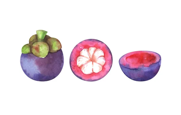 Hand Painted Watercolor Illustration Slices Whole Mangosteen Isolated White Background — Stock Photo, Image