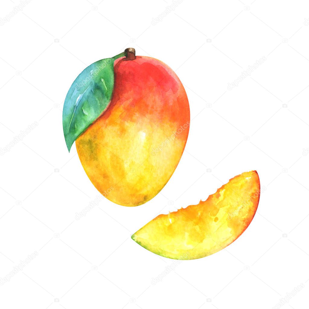hand painted watercolor illustration of slice and whole mango isolated on white background