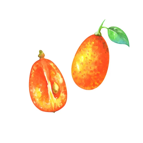 Handgemalte Aquarell Illustration Von Scheibe Und Ganzer Kumquat Isoliert Auf — Stockfoto